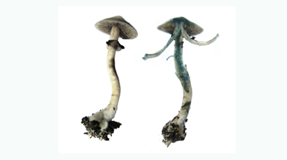 和记娱乐官网 //www.mushroommarket.net/file/upload/202004/28/14-05-03-45-283825.png